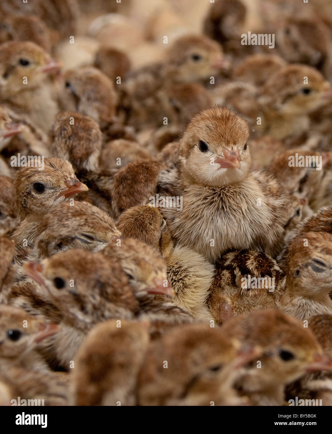 La Perdrix Rouge Ou En Francais Les Poussins De Perdrix Couver Juste Photo Stock Alamy La Perdrix Rouge Ou En Francais Les Poussins De Perdrix Couver Juste Photo Stock Alamy
