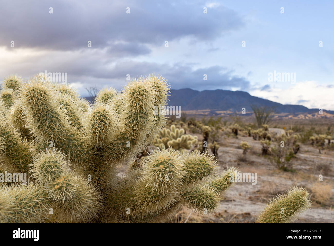 Teddy Bear Cholla cactus (Cylindropuntia bigelovii) et Celebrations à Anza-Borrego Desert State Park dans le comté de San Diego, Californie, USA. Banque D'Images