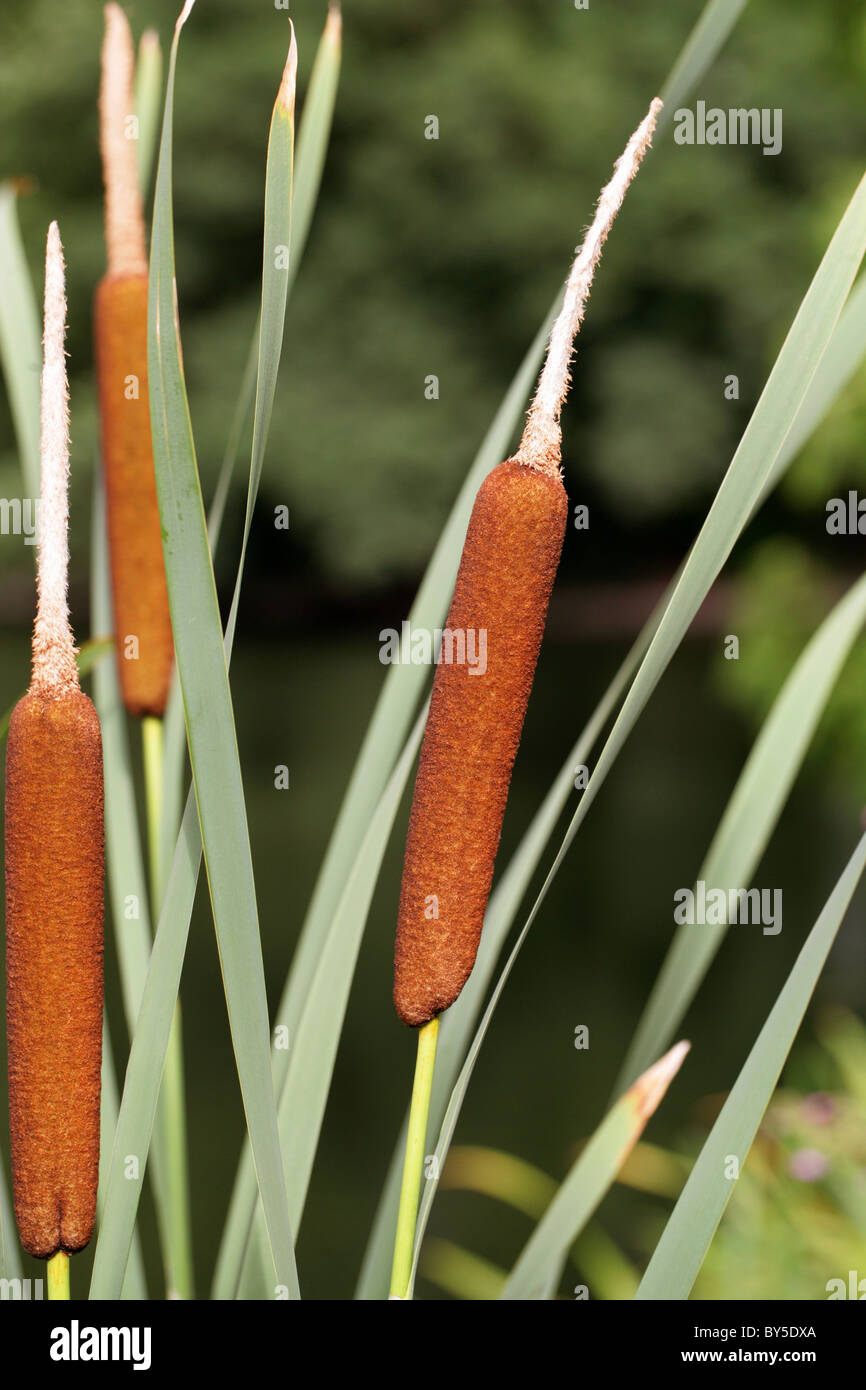 Timide ou quenouilles, Typha latifolia, Typhaceae Banque D'Images