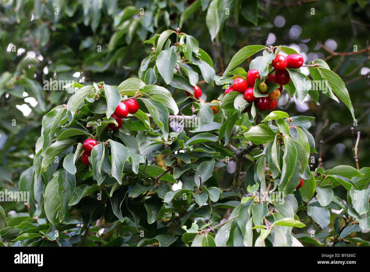Cherry en cornaline, Cornus mas, Cornaceae, l'Europe et l'Asie occidentale. Banque D'Images