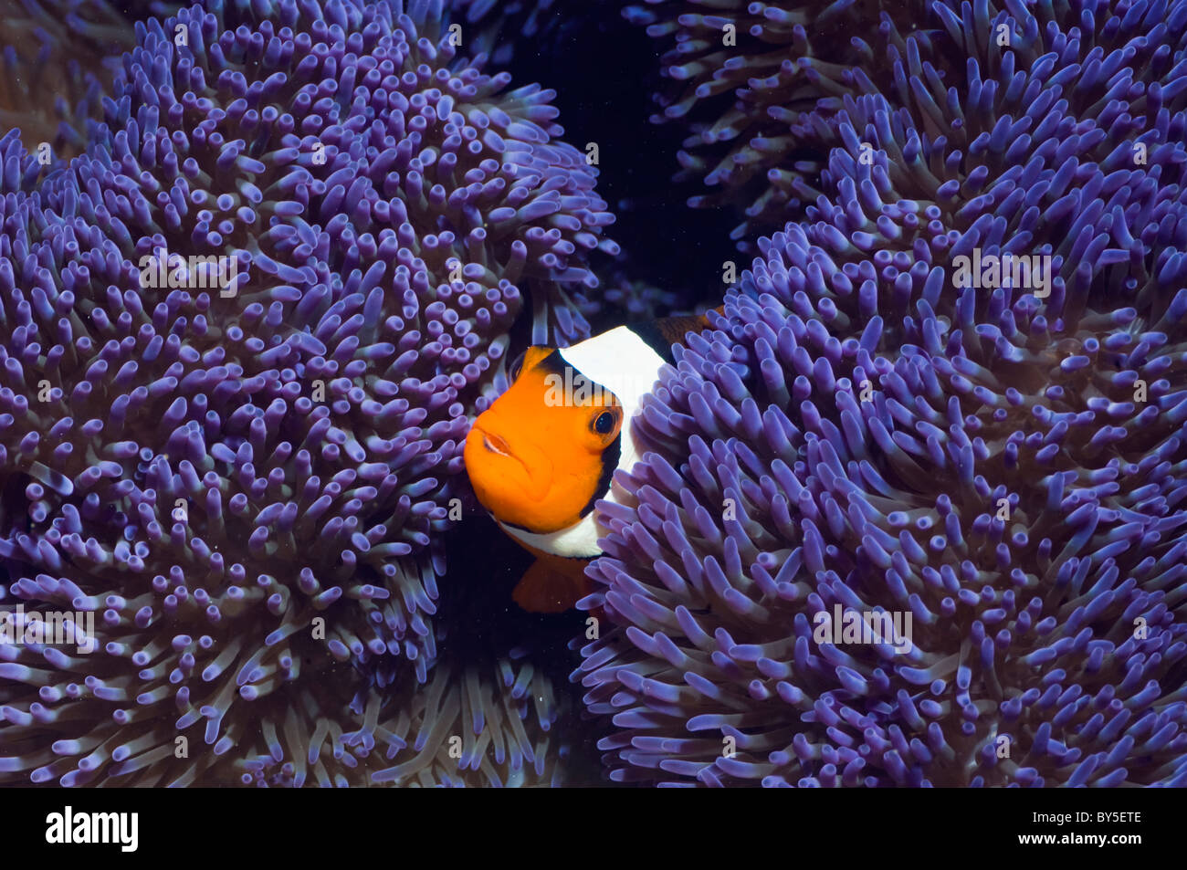 Poisson clown (Amphiprion percula Clown) avec variété de bleu (anémone Stichodactyla gigantea). Banque D'Images