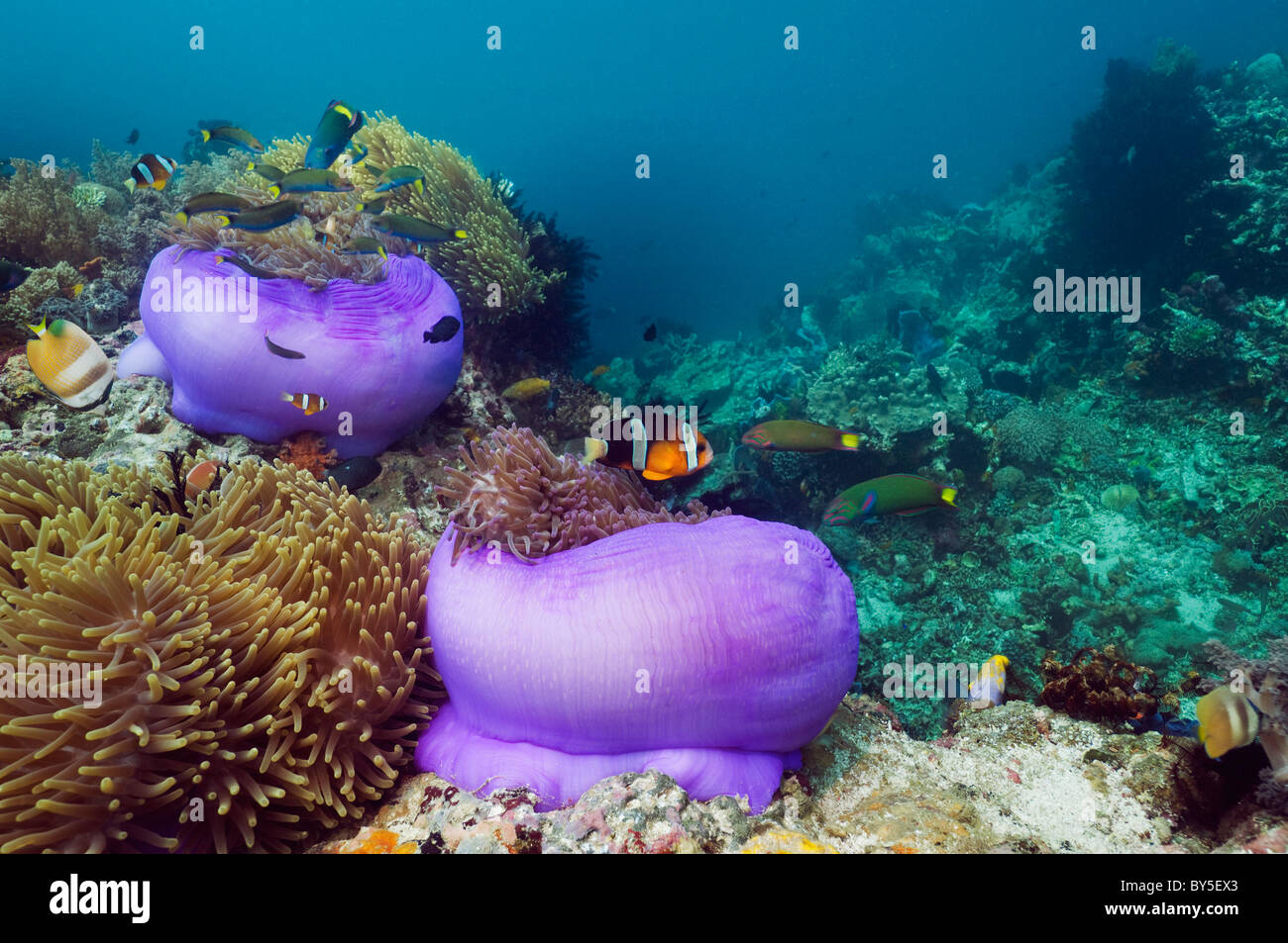 Les anémones Heteractis magnifica (magnifique) avec du poisson clown de Clark (Amphiprion clarkii) sur le récif de corail. L'Indonésie. Banque D'Images