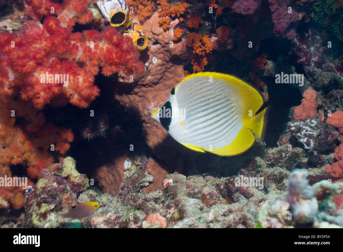 Papillons (Chaetodon adiergastos Panda). Misool, Raja Ampat, Papouasie occidentale, en Indonésie. Banque D'Images