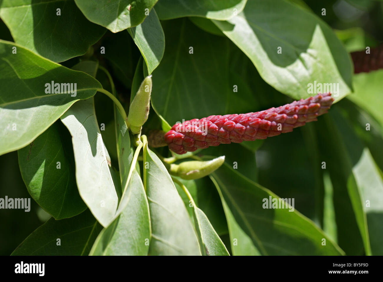 Sprenger's Magnolia, Magnolia sprengeri var elongata (fruits), le Centre de la Chine du Sud, Magnoliaceae. Banque D'Images