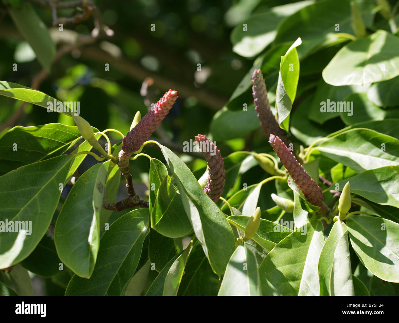 Sprenger's Magnolia, Magnolia sprengeri var elongata (fruits), le Centre de la Chine du Sud, Magnoliaceae. Banque D'Images
