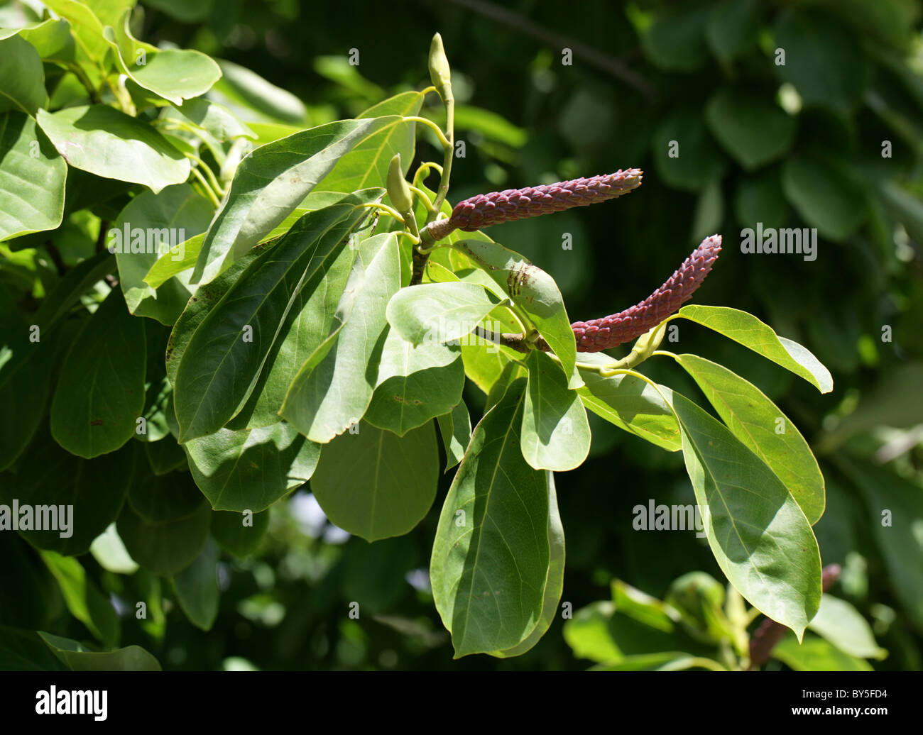 Sprenger's Magnolia, Magnolia sprengeri var elongata (fruits), le Centre de la Chine du Sud, Magnoliaceae. Banque D'Images