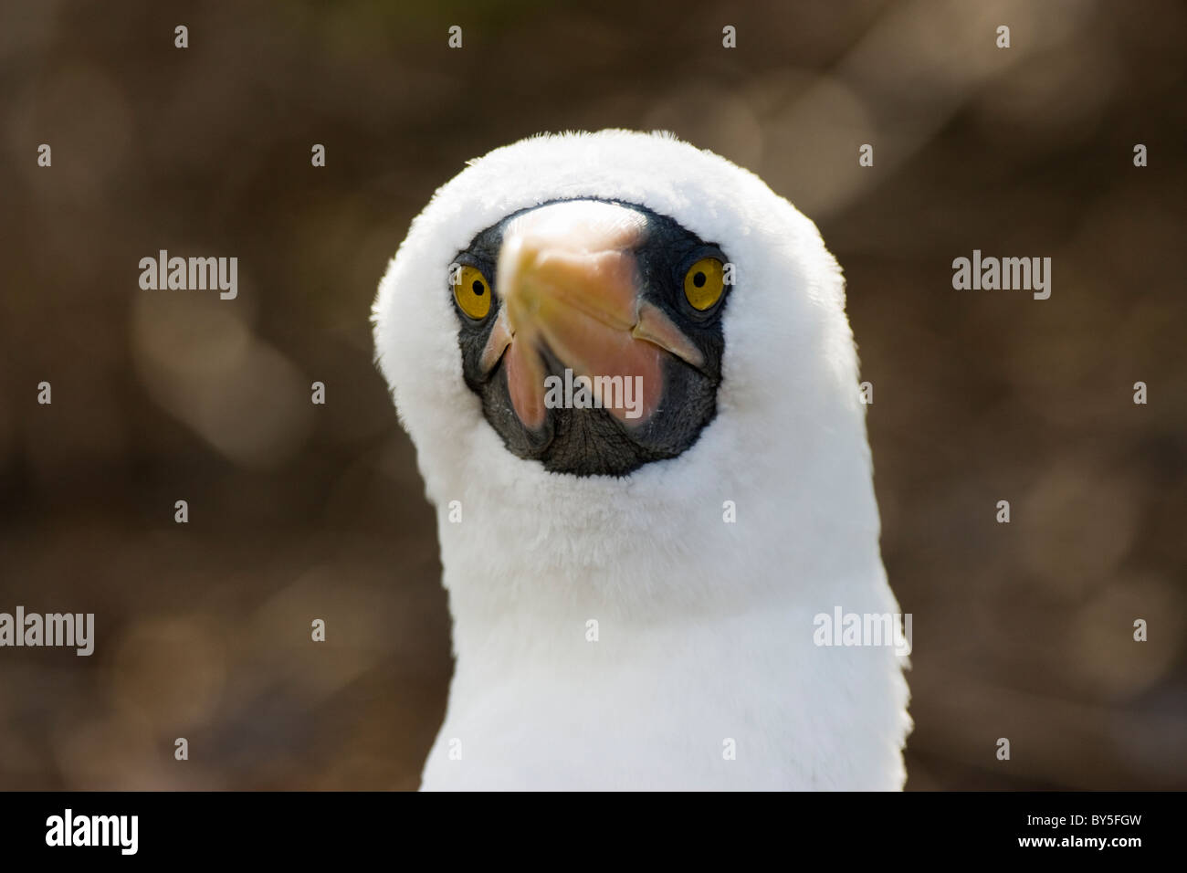 Nazca Nazca Booby oiseaux Sula Sula granti Genovesa Prins Étapes Philips l'île des Galapagos Banque D'Images