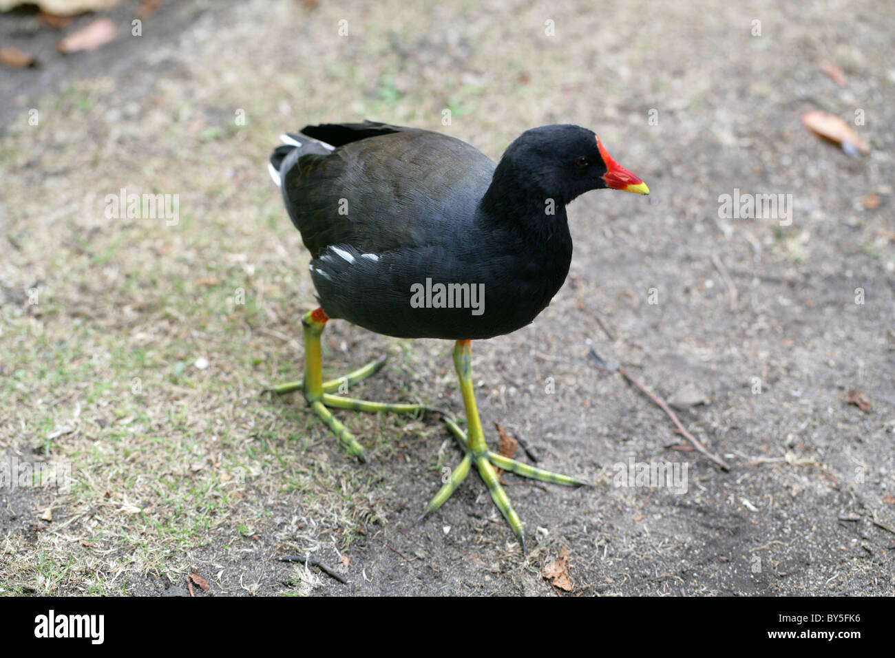 Gallinula chloropus Gallinule poule-d'eau,, Rallidae Banque D'Images