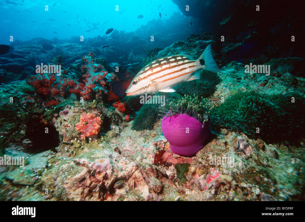 Checkered, decussatus) sur les récifs coralliens avec des anémones et des coraux mous. La mer d'Andaman, en Thaïlande. Banque D'Images