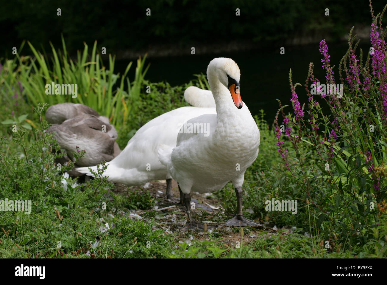 Famille de Cygnes tuberculés, Cygnus olor, Anatidae, au bord d'un lac. Banque D'Images