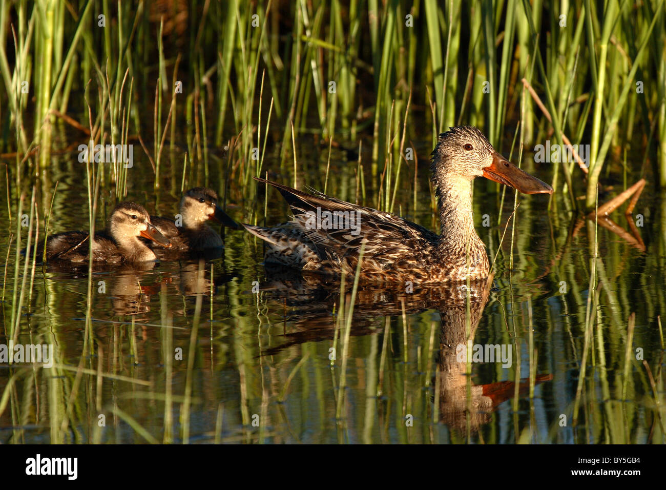 Une Mere Canard Souchet Avec Deux Canards Bebe Photo Stock Alamy