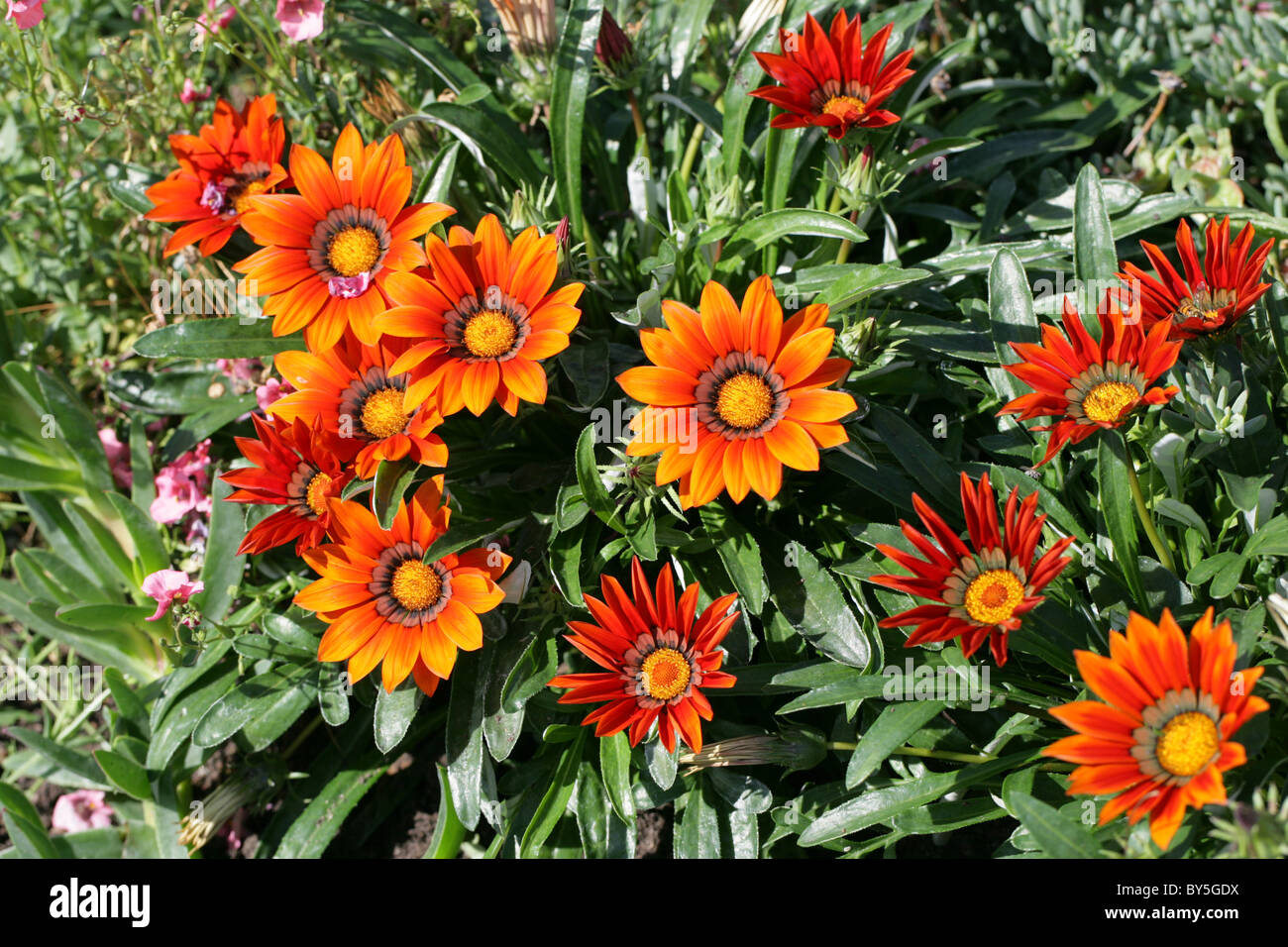 Gazania hybride (origine), le jardin de la famille des Astéracées. Fleurs orange vif. Banque D'Images