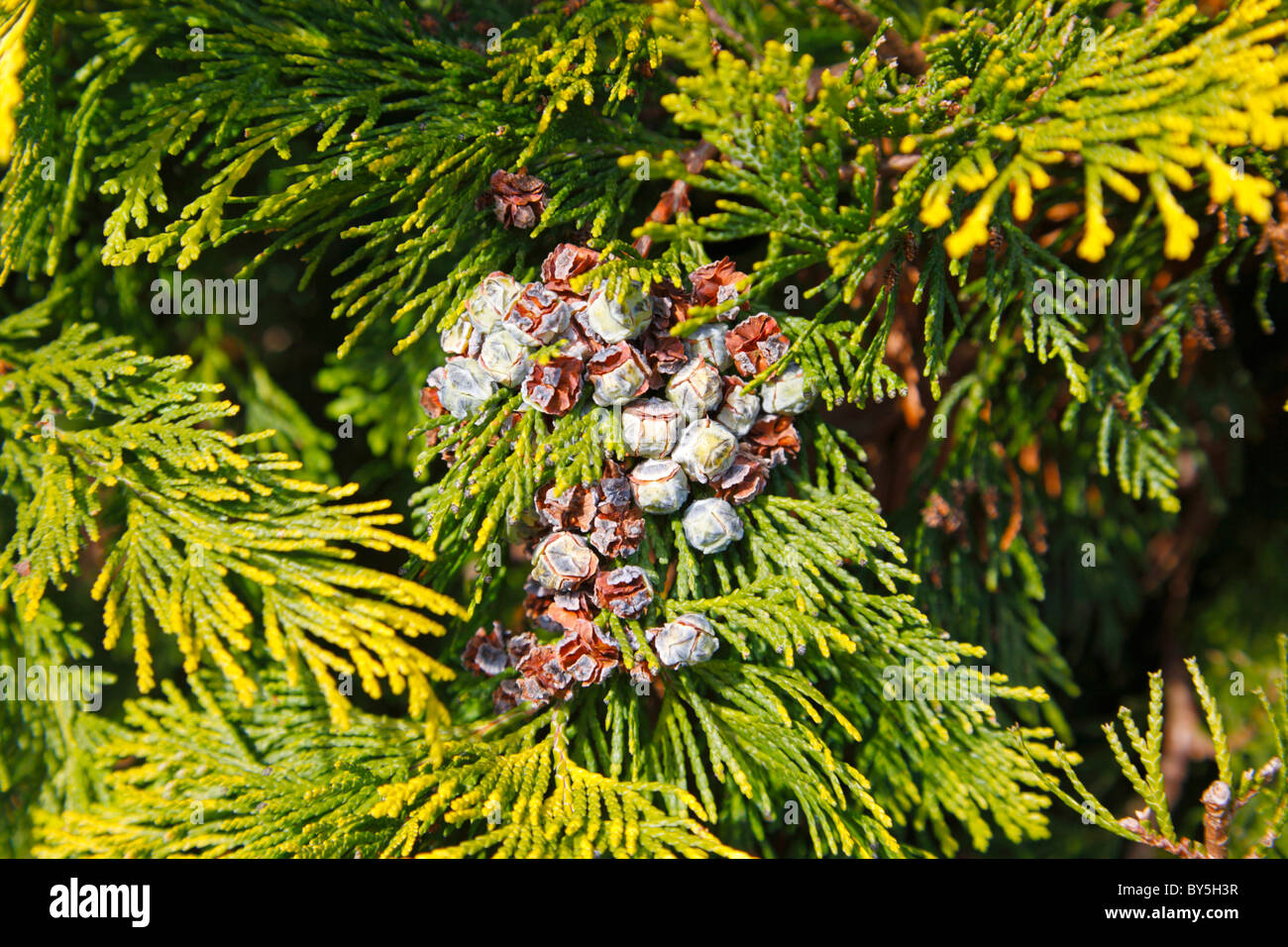 Thuja arbre avec les graines à l'automne Banque D'Images