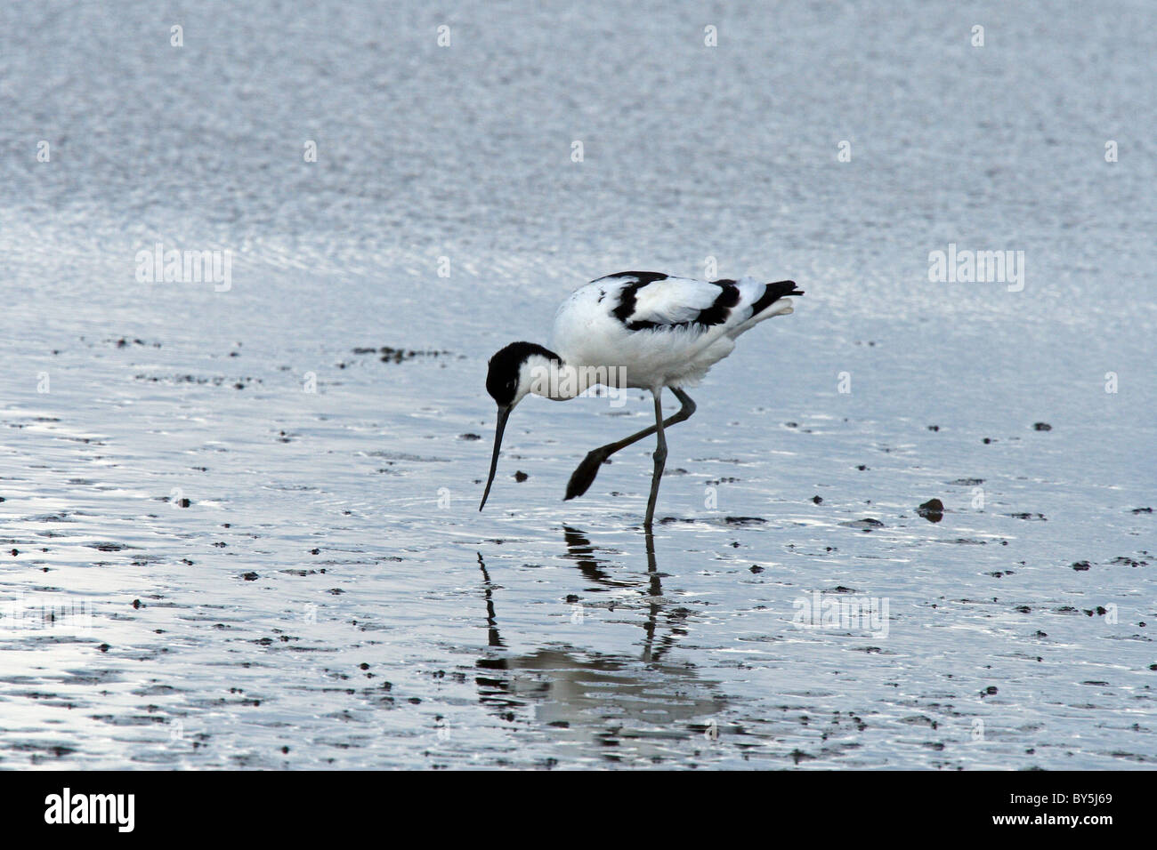 Avocette élégante (Recurvirostra avosetta) Banque D'Images