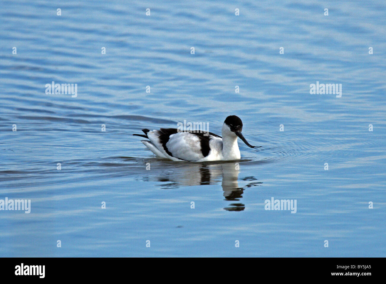 Avocette élégante (Recurvirostra avosetta) Banque D'Images