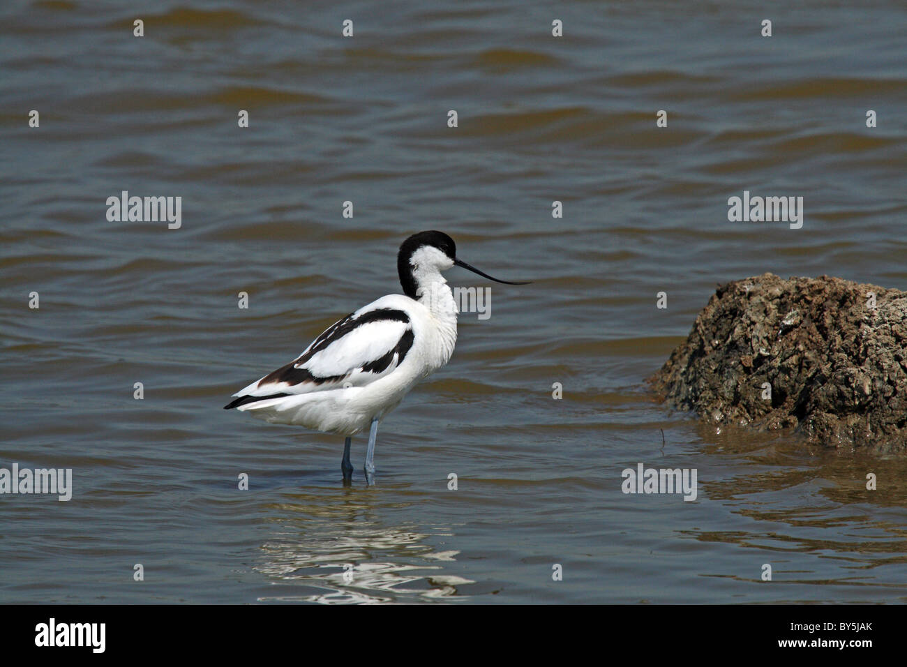 Avocette élégante (Recurvirostra avosetta) Banque D'Images