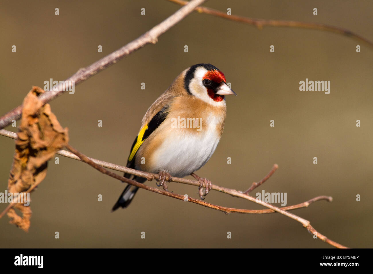 Chardonneret élégant (Carduelis carduelis) sur hazel branch Banque D'Images