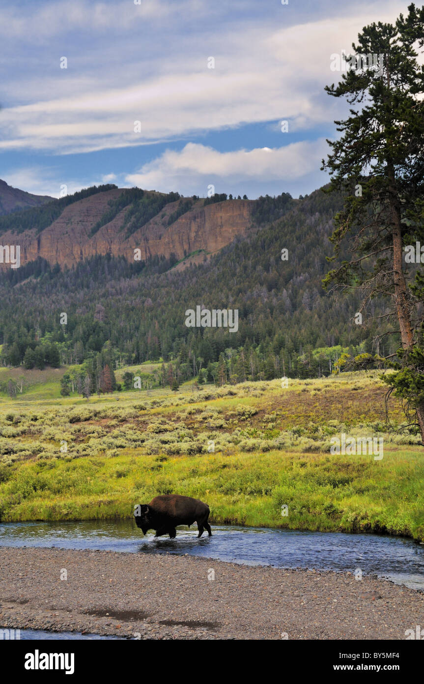 Bison dans la rivière Banque de photographies et d’images à haute ...
