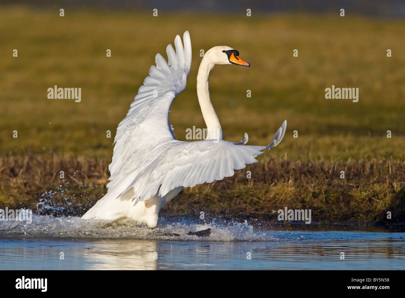 Cygne MUET ENTRÉE EN POSER SUR L'EAU Banque D'Images