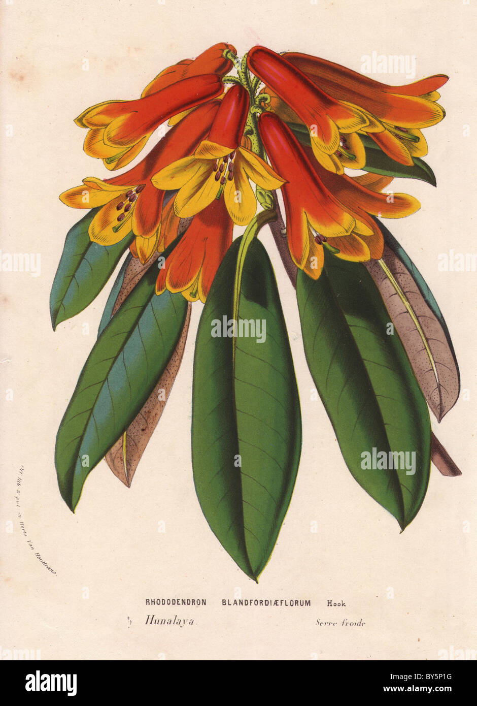 Blandford orange et jaune fleur Rhododendron rhododendron, Cinnabarinum. Banque D'Images