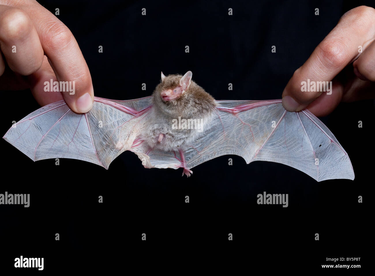 Albino Mutation Banque D Image Et Photos Alamy