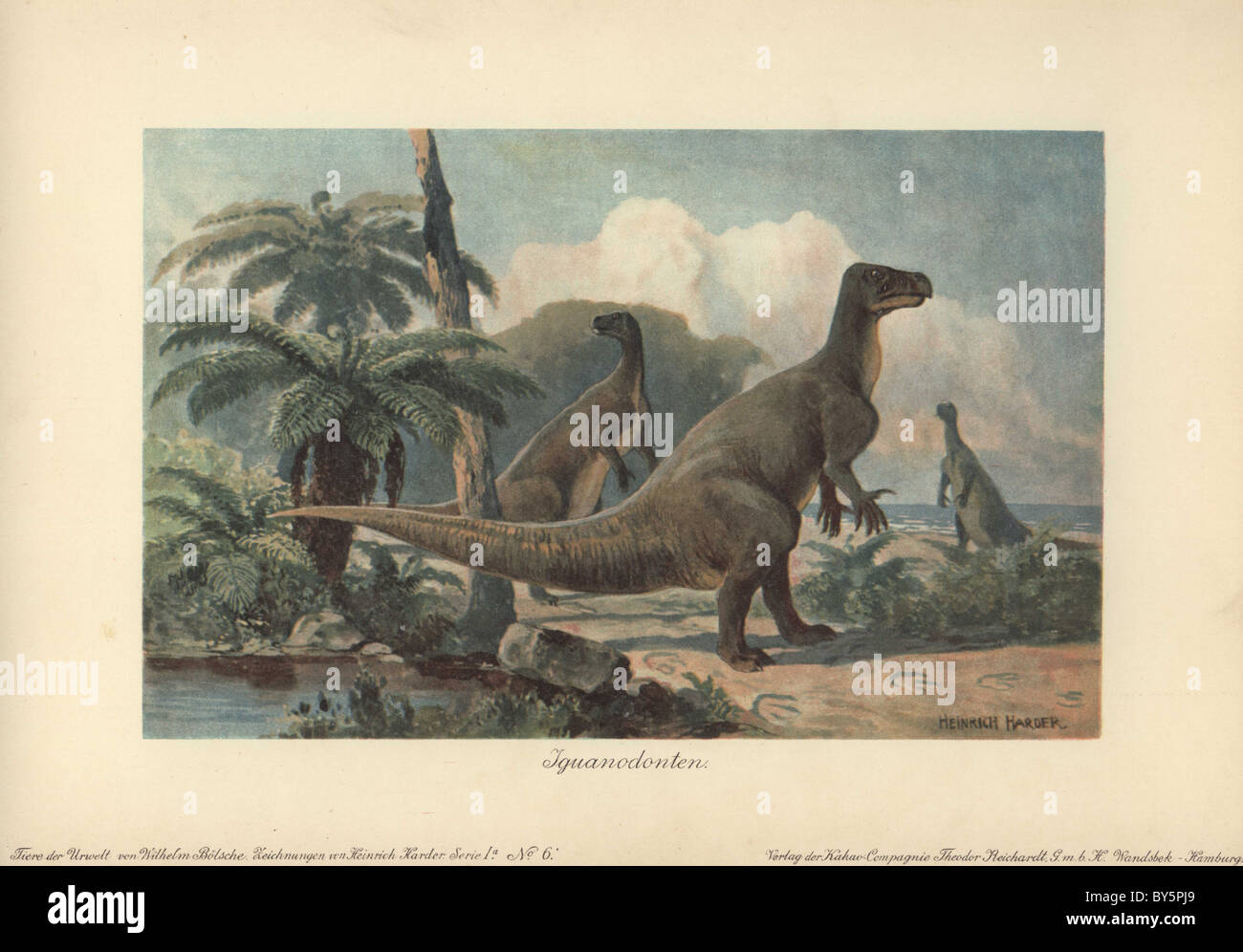 Iguanodons étaient les dinosaures herbivores qui vivaient à partir du milieu du Jurassique à la fin de l'ère du crétacé. Banque D'Images