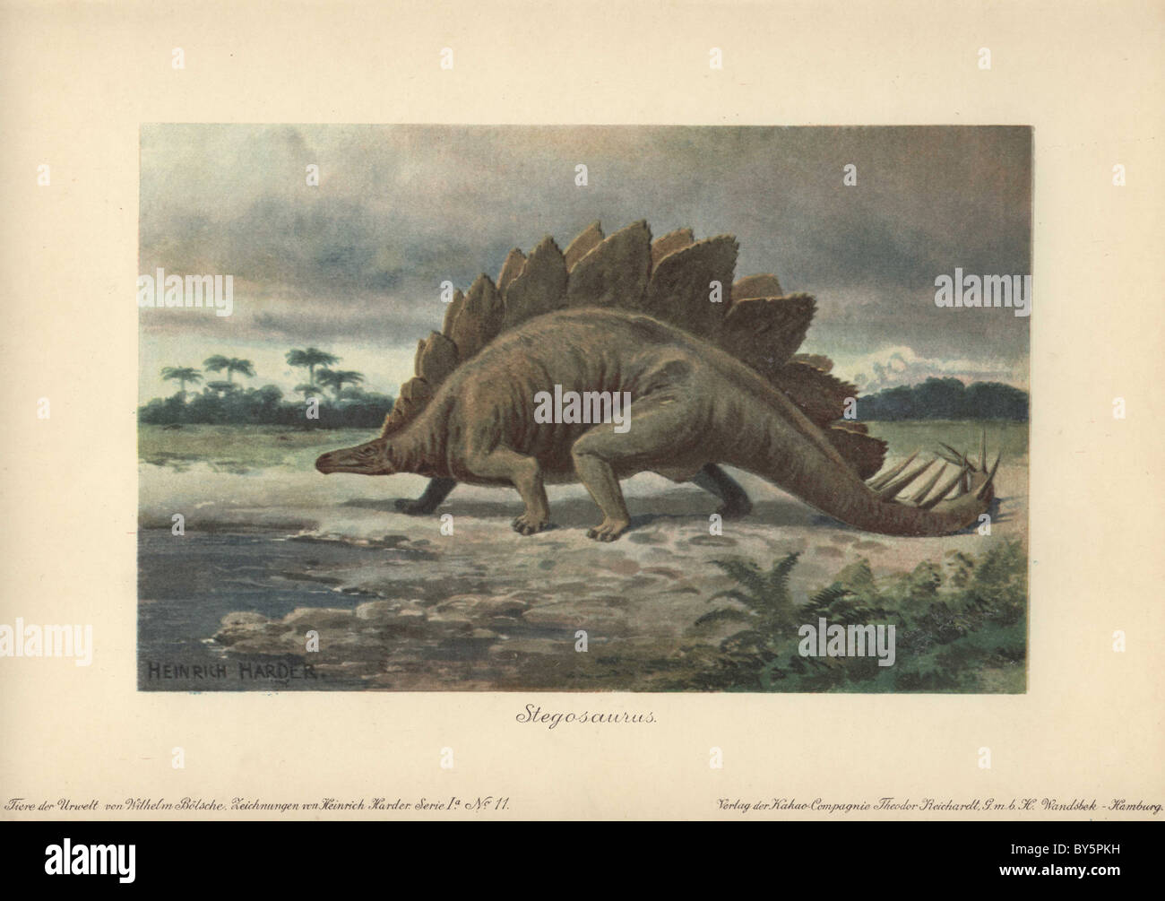 Le Stegosaurus armatus est un type de dinosaure cuirassé de la fin du Jurassique Banque D'Images