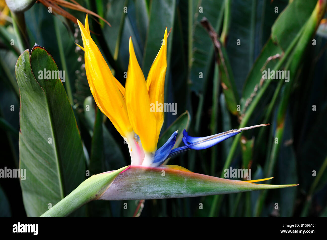 Un oiseau de paradis fleur. Cape Town, Afrique du Sud. Banque D'Images