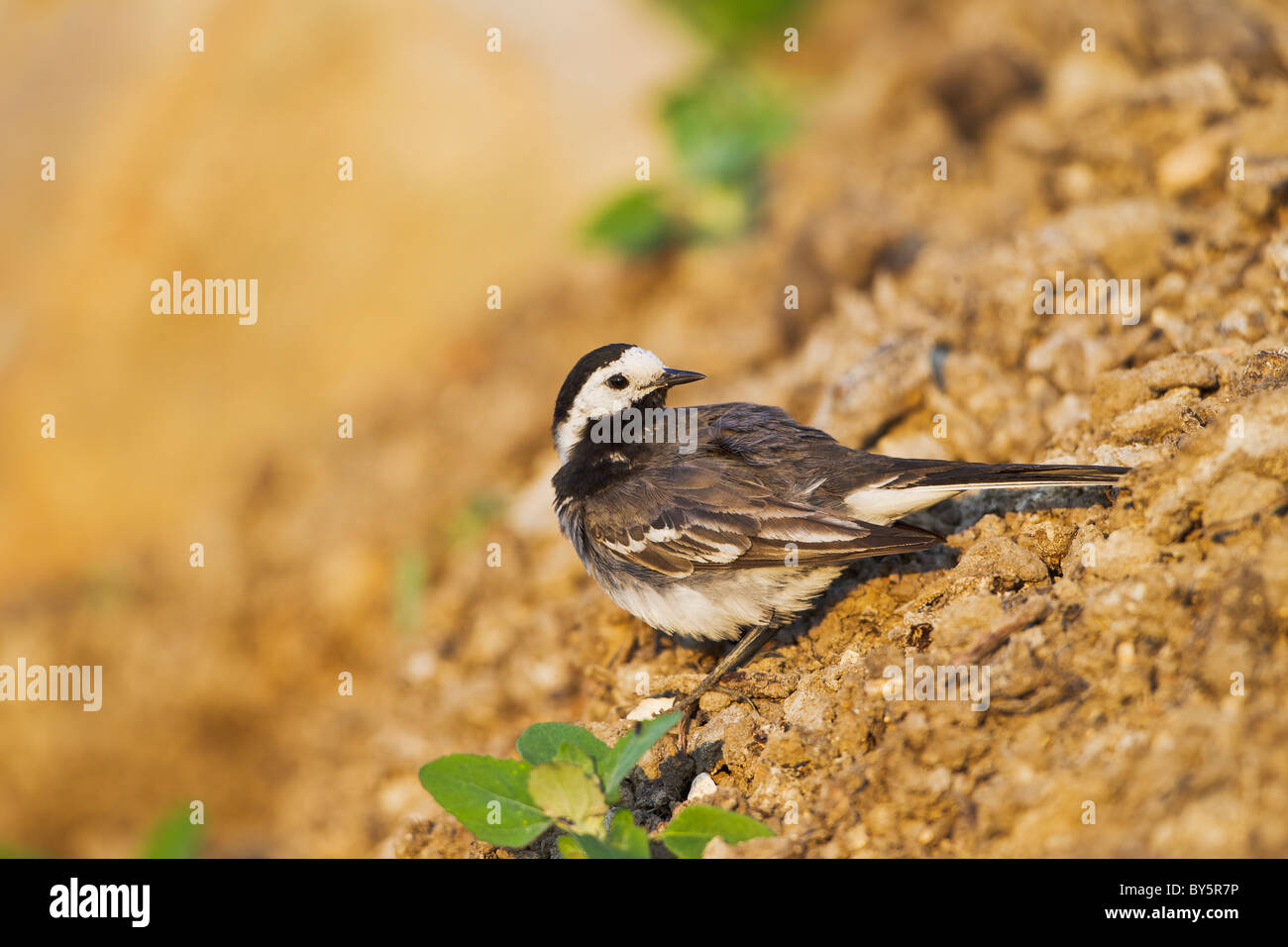 Bergeronnette PIE Motacilla alba Banque D'Images