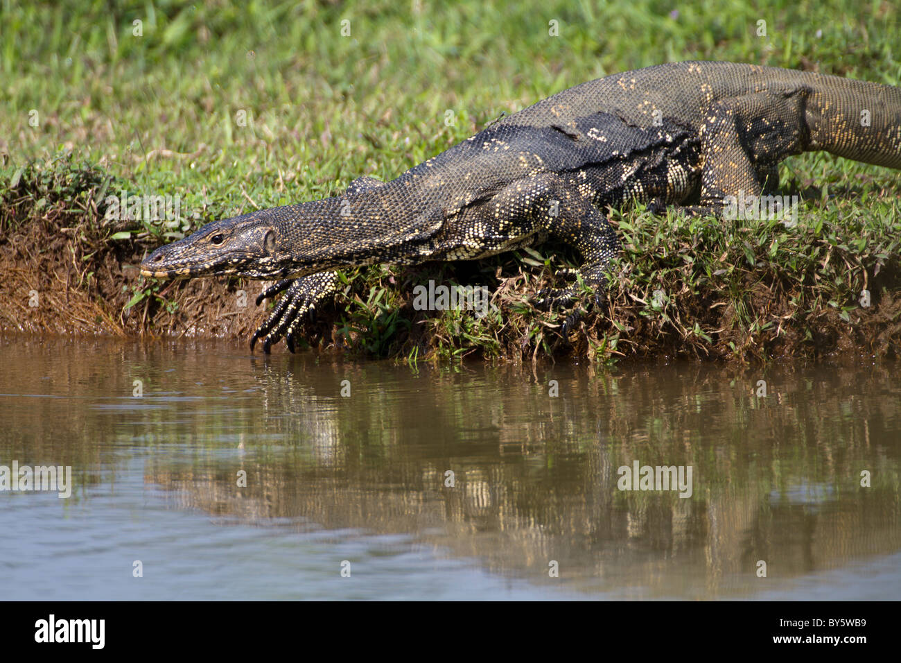 Varan d'eau Varanus salvator salvator à Talangama wetland, Sri Lanka. Banque D'Images