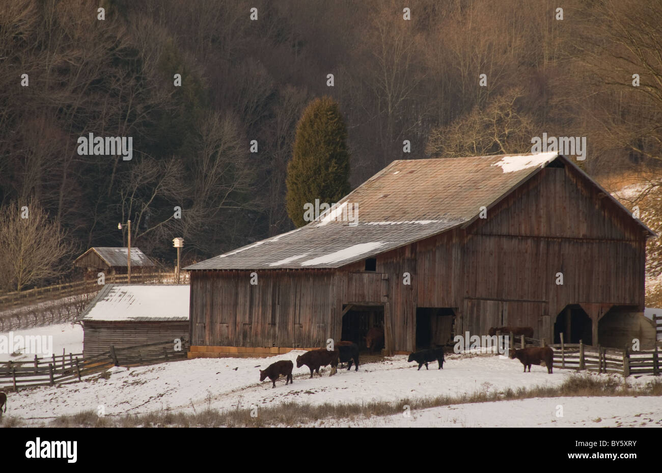 Grange rustique avec neige au sol et les bovins standing in field USA Banque D'Images