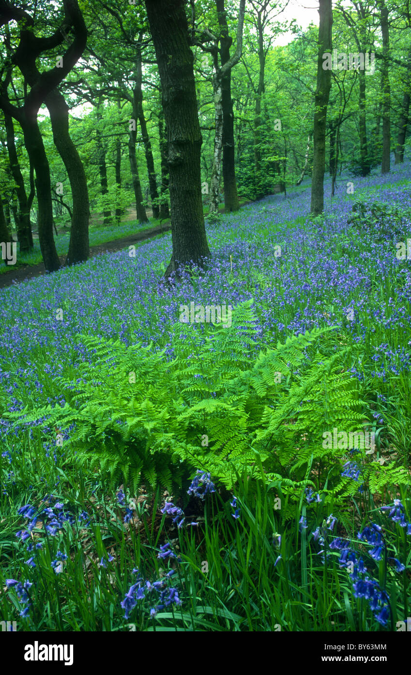 Vaste buckler, fougère Dryopteris dilatata, et jacinthes dans Hutcliffe Bois, Sheffield, Yorkshire, UK Banque D'Images