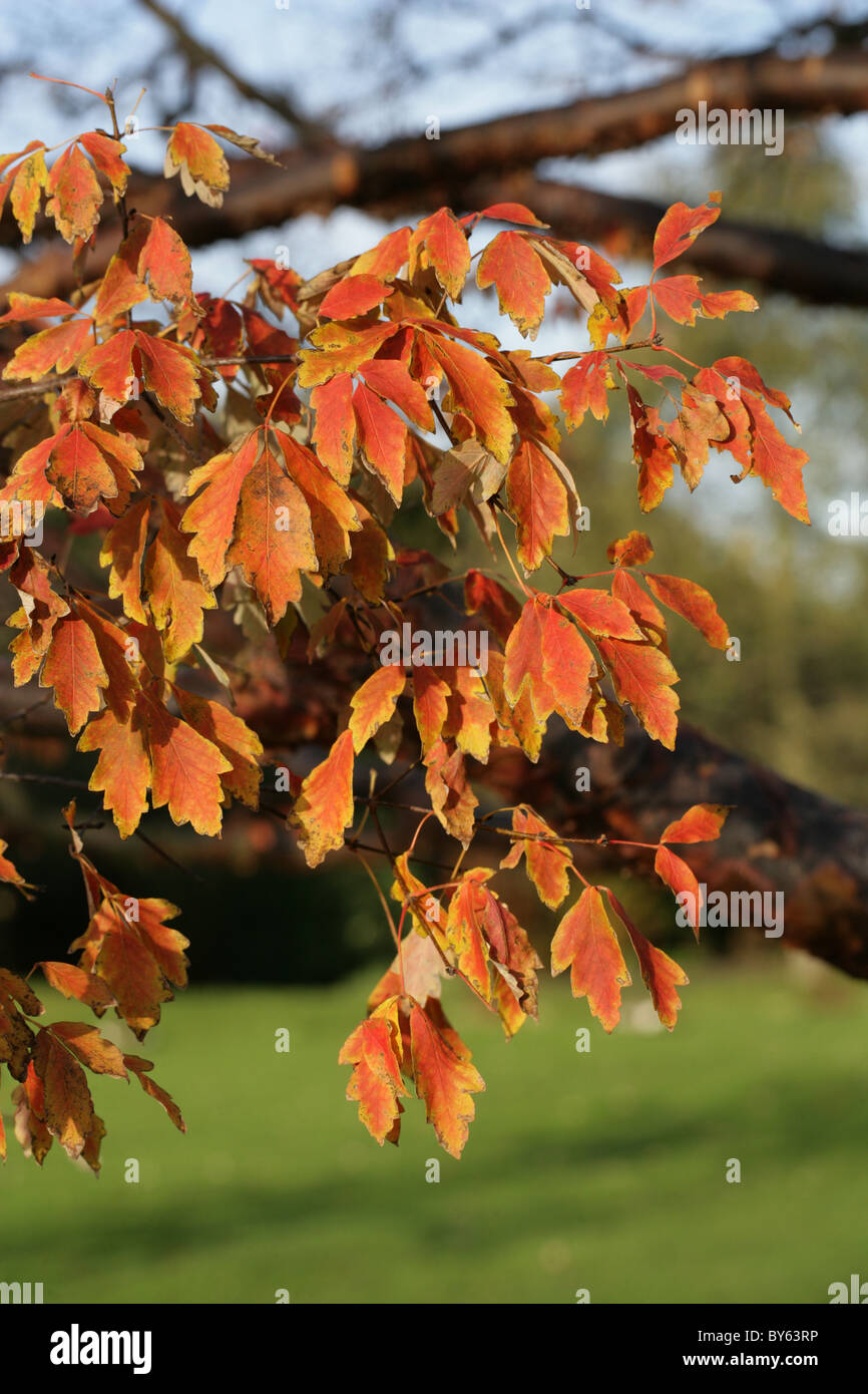 Les feuilles d'automne de l'écorce de papier, Érable Acer griseum, Aceraceae, le sud et le centre de la Chine. Banque D'Images