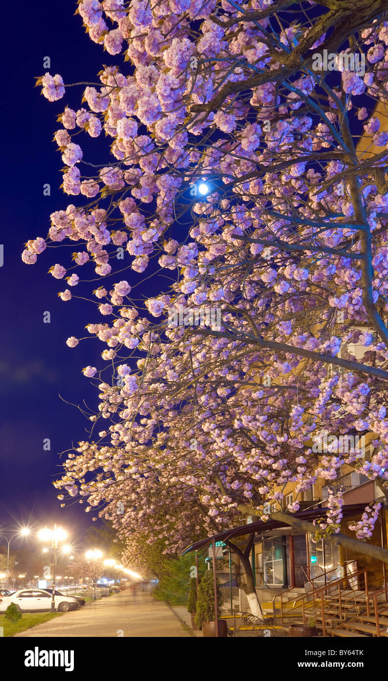 Vue urbaine de nuit avec japanese cherry blossom tree (Ville d'Uzhgorod, Ukraine) Banque D'Images