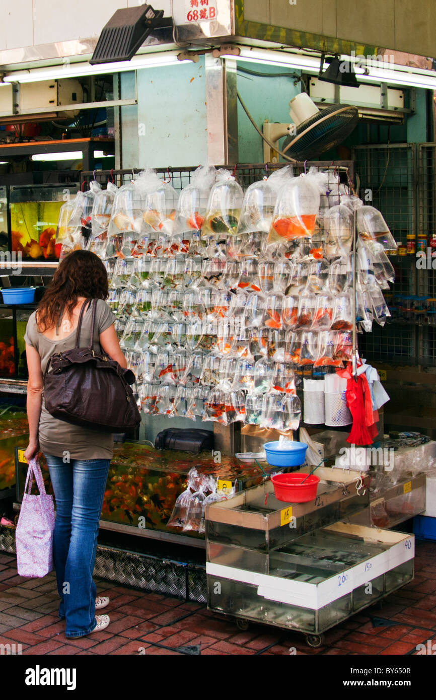 Poisson porter chance aux Chinois Tung Choi Street North Section dans Mong Kok l'endroit pour les poissons tropicaux Banque D'Images