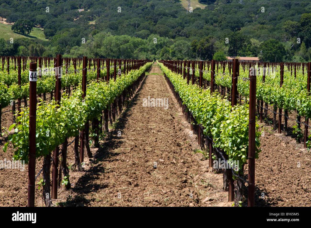 Vignoble dans la Vallée de Sonoma, en Californie, USA. Banque D'Images