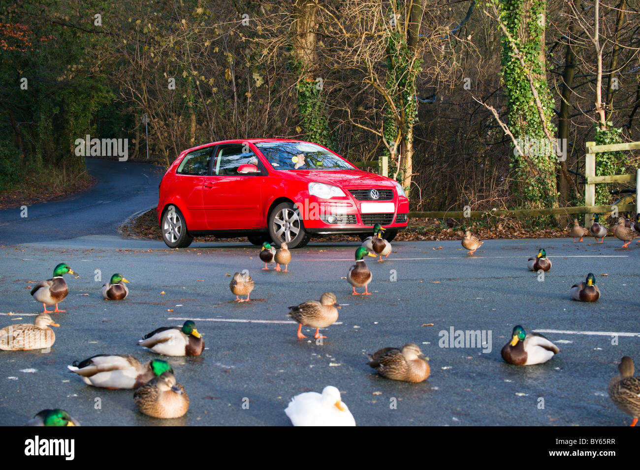 Canards traversent la route et l'arrêt du trafic aérien à Raby simple. Banque D'Images