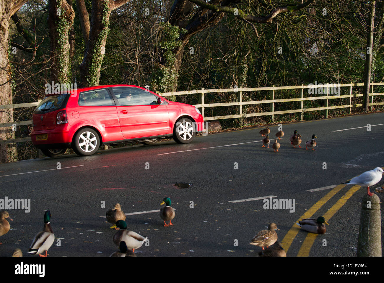 Canards traversent la route et l'arrêt du trafic aérien à Raby simple. Banque D'Images