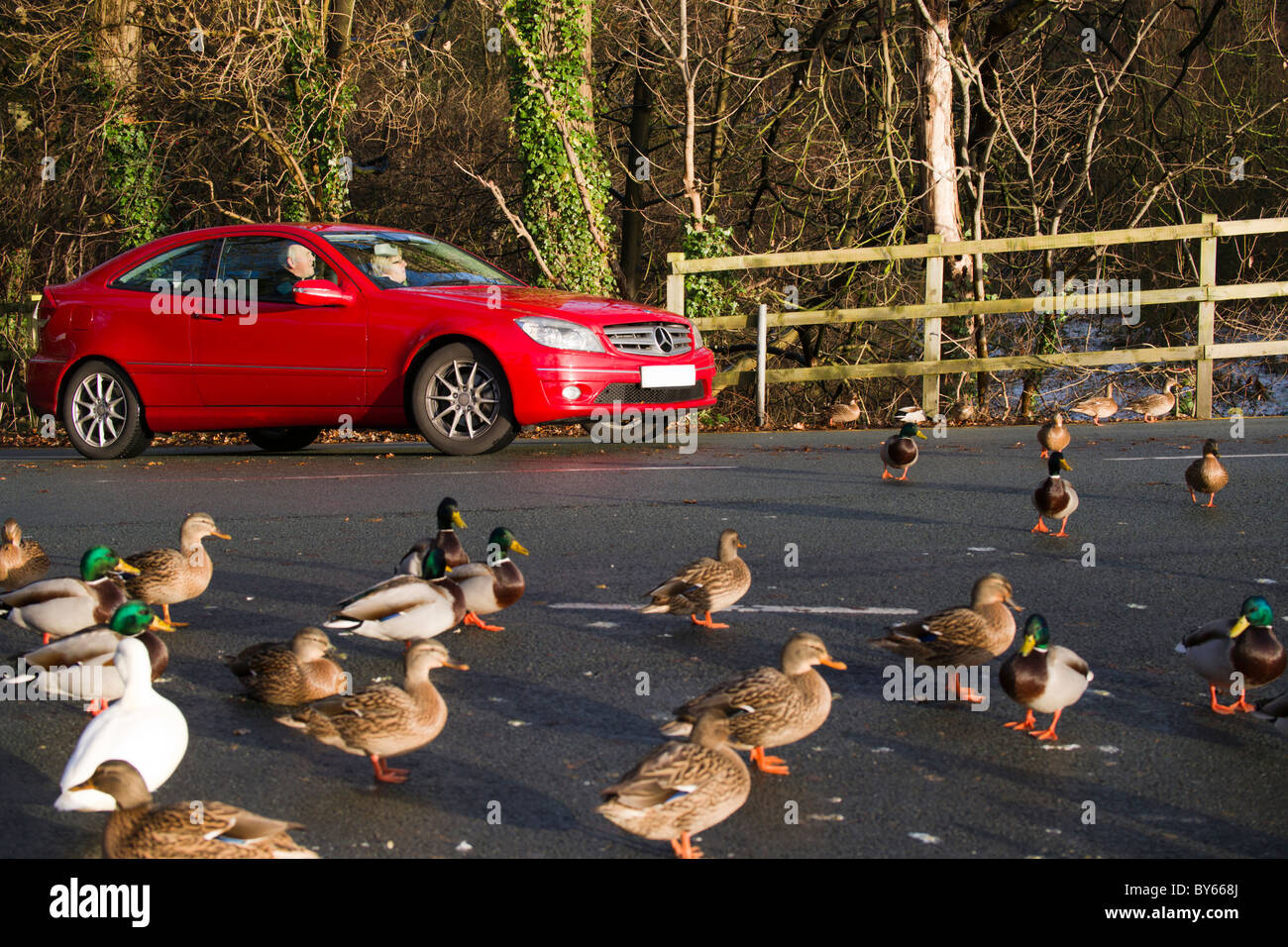 Canards traversent la route et l'arrêt du trafic aérien à Raby simple. Banque D'Images