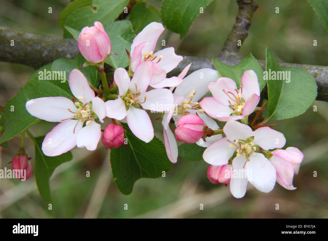 Un gros plan du crabe printemps Apple Blossom Banque D'Images