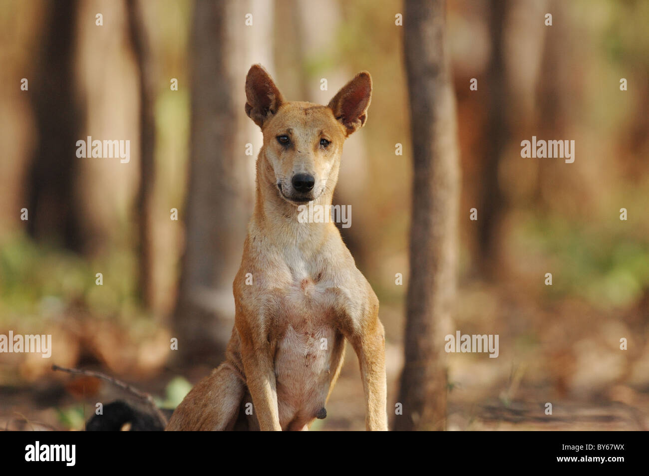 Dingo femelle dans le Kakadu National Park, dans le nord de l'Australie Banque D'Images