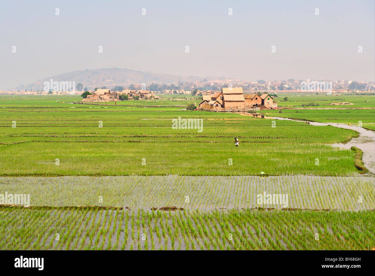 Les rizières sont cultivées à la périphérie d'Antananarivo, capitale de Madagascar. Banque D'Images