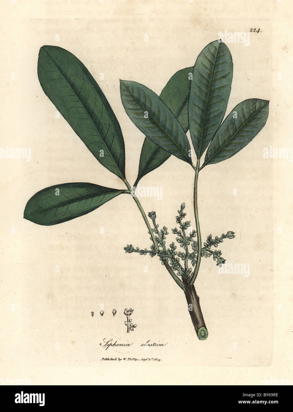 Fleurs et feuilles de l'arbre à caoutchouc élastique de l'Inde, de la résine, de l'arbre hevea brasiliensis. Banque D'Images