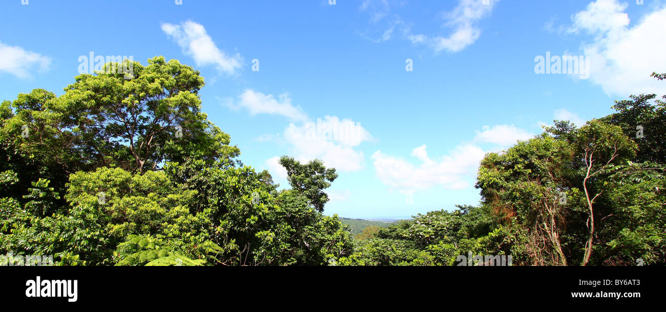 Forêt nationale de El Yunque - Puerto Rico Banque D'Images