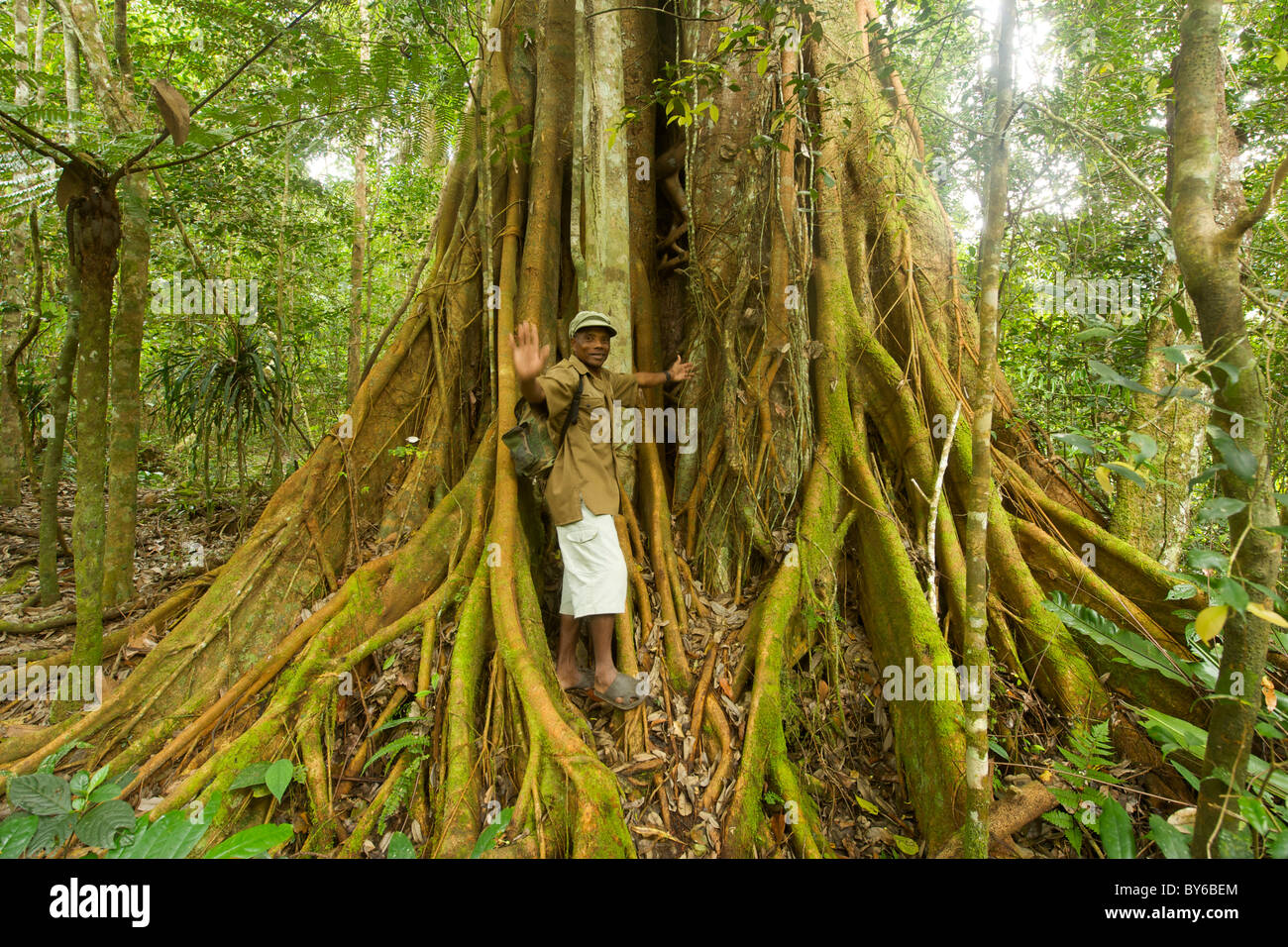 Park ranger debout sur le tronc d'un figuier étrangleur, alias un arbre banian dans le Parc National de Marojejy, dans le nord-est de Madagascar. Banque D'Images