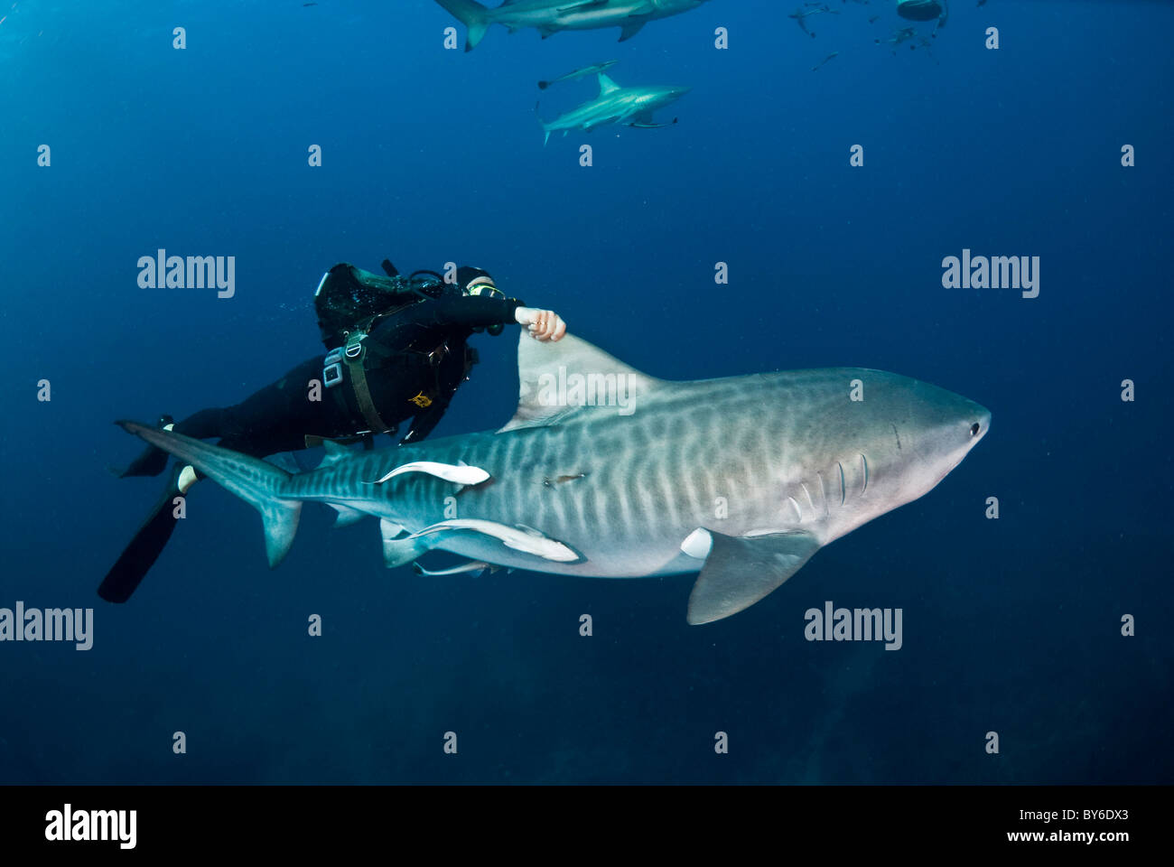 Requin tigre et de plongée sous marine Galeocerdo cuvier Kwazulu Natal d'Aliwal Shoal Afrique du Sud de l'Océan Indien Banque D'Images