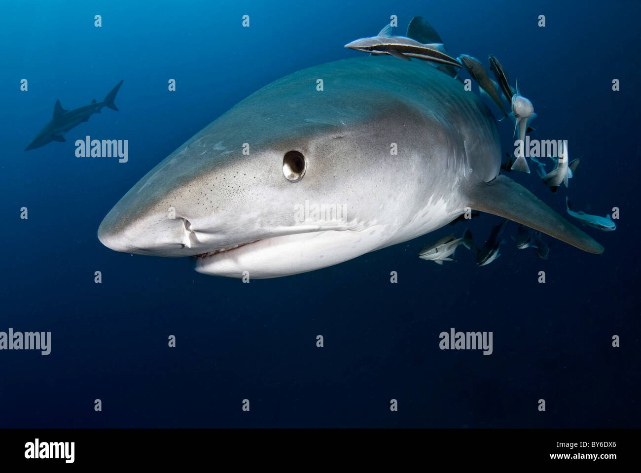 Requin tigre et de plongée sous marine Galeocerdo cuvier Kwazulu Natal d'Aliwal Shoal Afrique du Sud de l'Océan Indien Banque D'Images