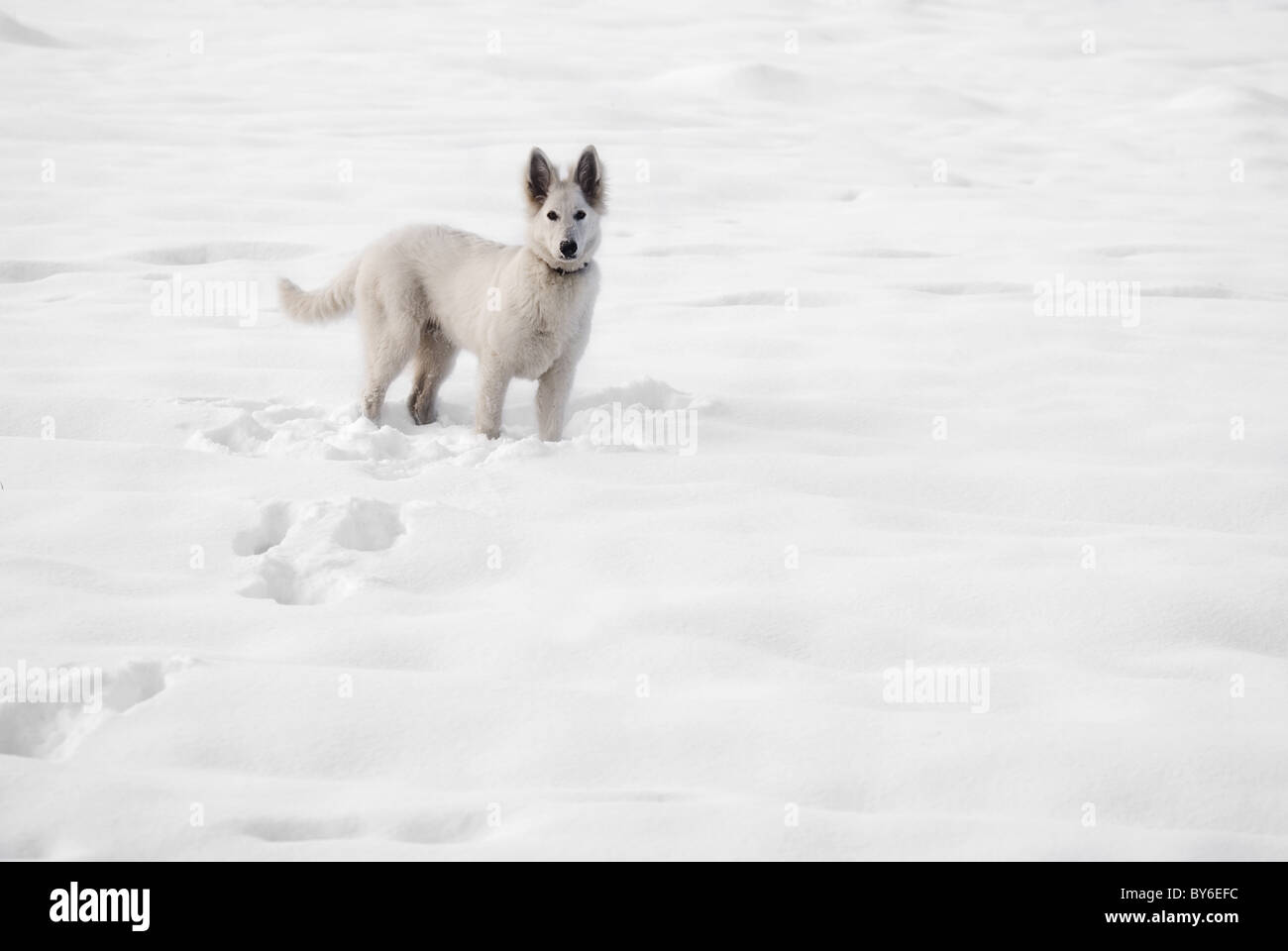 Shepherd Ears Photos Shepherd Ears Images Alamy