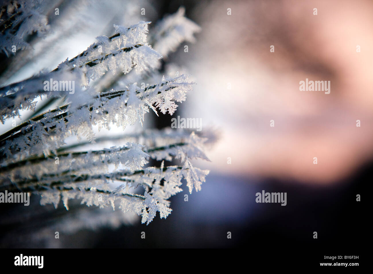 Givre sur un site contre un coucher de soleil d'hiver, Arkesden Essex, UK Banque D'Images