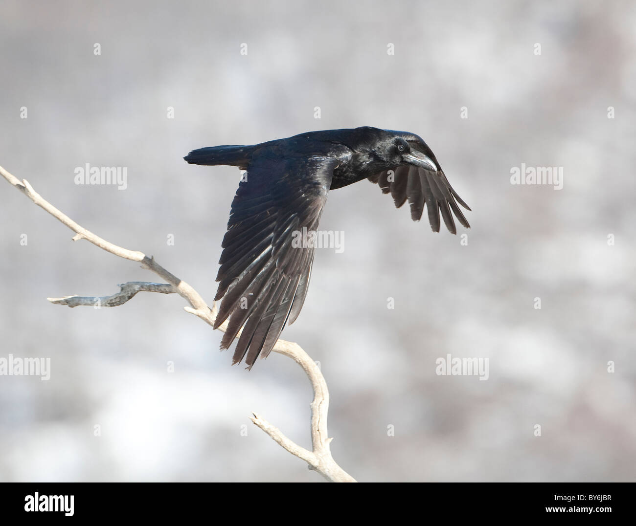 Grand corbeau (Corvus corax) en vol Banque D'Images